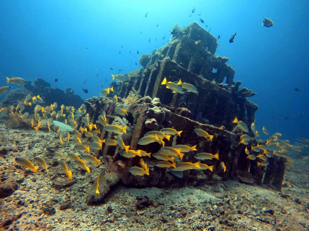 Diving in Amed