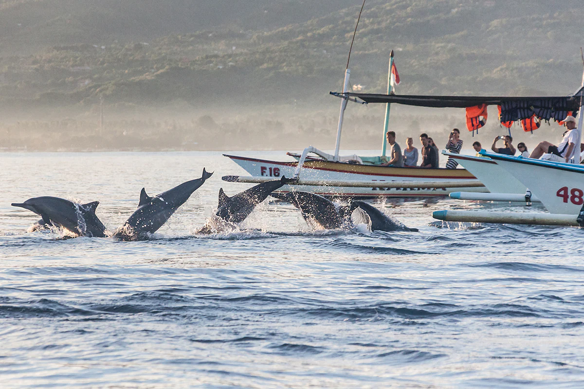 Lovina Beach with dolphins