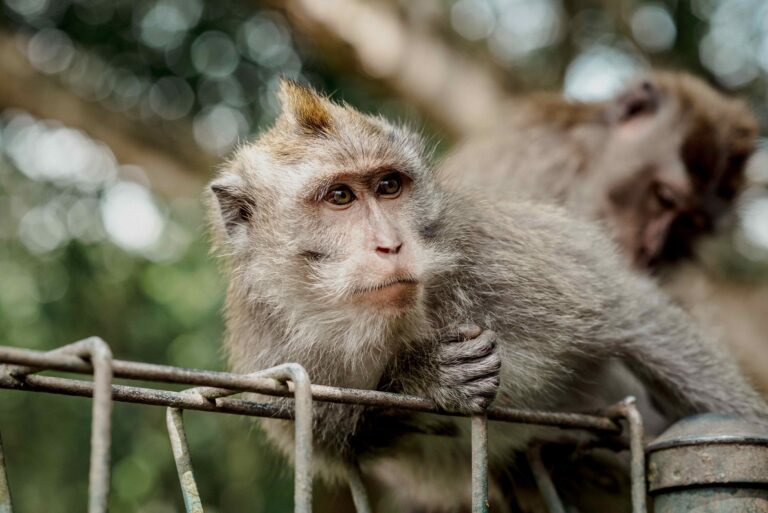 monkeys in ubud monkey forest bali